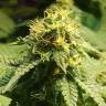 семена конопли для посадки купить Jamaica Blueberry regular Ganja Seeds
