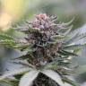 семена конопли феминизированные Sapphire Scout feminised Humboldt Seeds