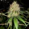 семена конопли индика Bubblelicious feminised Nirvana Seeds