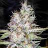 семена конопли недорого Tutankhamon feminised Pyramid Seeds