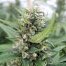 качественные семена конопли San Fernando Lemon Kush feminised Sweet Seeds качественные семена конопли San Fernando Lemon Kush feminised Sweet Seeds