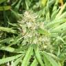 семена конопли в оригинальных упаковках San Fernando Lemon Kush feminised Sweet Seeds семена конопли в оригинальных упаковках San Fernando Lemon Kush feminised Sweet Seeds