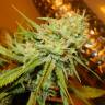 семена конопли в интернете Arjan's Haze 1 feminised Green House Seeds
