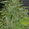 семена конопли гидропоники Arjan's Haze 1 feminised Green House Seeds