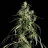 семена конопли аутдор Arjan's Haze 1 feminised Green House Seeds