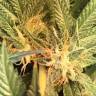 Blue Hash feminised Dinafem Seeds