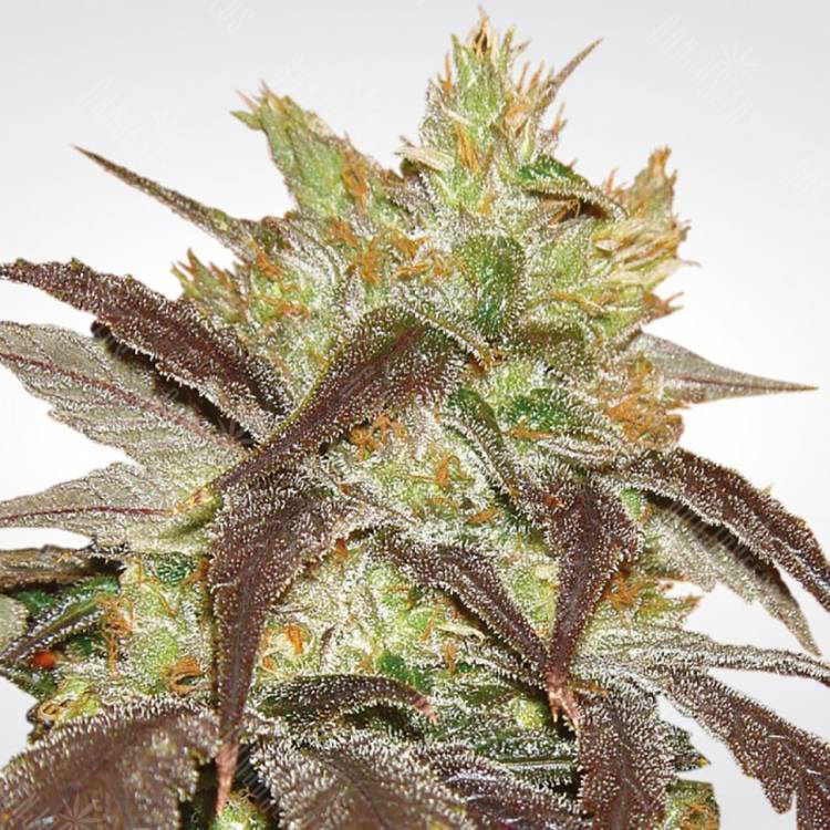 семена конопли марихуаны Spoetnik#1 feminised Paradise Seeds