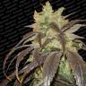 семена конопли элитных сортов Spoetnik#1 feminised Paradise Seeds
