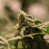 качественные семена конопли Honey Cream (Fast Flowering) feminised Royal Queen