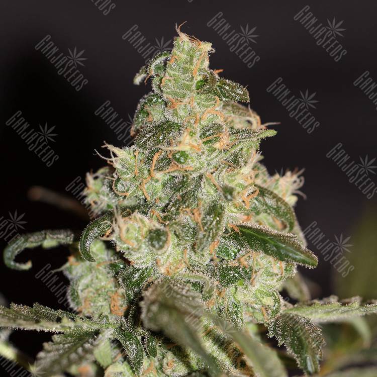 семена сортовой конопли Honey Cream (Fast Flowering) feminised Royal Queen