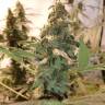 семена конопли в оригинальных упаковках Honey Cream (Fast Flowering) feminised Royal Queen
