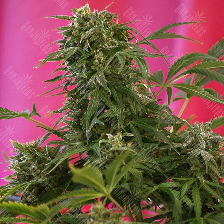 купить семена конопли Snow Fruit feminised Sweet Seeds