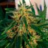 Семена марихуаны Auto Think Big feminised Ganja Seeds