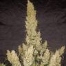заказать с доставкой семена конопли Auto Think Big feminised Ganja Seeds
