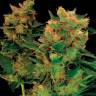 Семена каннабиса Hash Plant feminised GanjaLiveSeeds