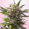 семена конопли для выращивания Green-O-Matic feminised