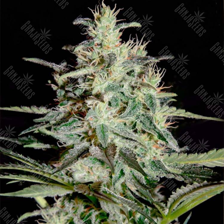 где заказать семена конопли Auto Strong Lemon regular