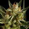 заказ семян конопли Москва Auto Original Amnesia feminised Dinafem Seeds