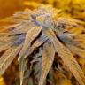 семена конопли наложенным платежом 707 Truthband by Emerald Mountain feminised Humboldt Seeds