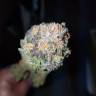 заказать на сайте семена конопли 707 Truthband by Emerald Mountain feminised Humboldt Seeds