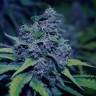 семена конопли гидропоники Sweet Purple feminised Paradise Seeds