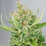 заказ семян конопли Москва Sweet Amnesia Haze feminised Sweet Seeds заказ семян конопли Москва Sweet Amnesia Haze feminised Sweet Seeds