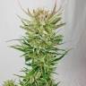 семена конопли Sweet Amnesia Haze feminised Sweet Seeds семена конопли Sweet Amnesia Haze feminised Sweet Seeds