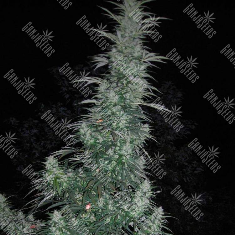 Auto Panama Lime feminised Ganja Seeds купить семена каннабиса в интернет-магазине Auto Panama Lime feminised Ganja Seeds купить семена каннабиса в интернет-магазине