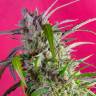 Auto Skaar feminised GanjaVIP Seeds