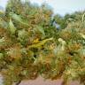 Auto Skaar feminised GanjaVIP Seeds