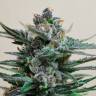 Auto Skaar feminised GanjaVIP Seeds