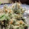 Auto Skaar feminised GanjaVIP Seeds