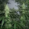 семена конопли f1 в оригинальной упаковке Alaskan Ice feminised Green House Seeds