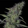 мощные сорта конопли Auto Somango x Blueberry feminised