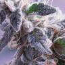 мощные семена конопли Himalaya Blue Diesel feminised