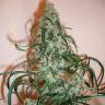семена сортовой конопли Super Lemon Haze feminised Green House Seeds