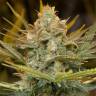 семена конопли Москва Three Blue Kings feminised Humboldt Seeds семена конопли Москва Three Blue Kings feminised Humboldt Seeds