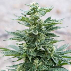 Full Moon feminised Nirvana Seeds