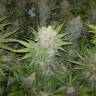 качественные семена конопли Wappa feminised Paradise Seeds