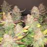семена конопли в оригинальных упаковках Wappa feminised Paradise Seeds