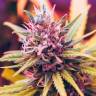семена конопли гидропоники Auto Lavender regular