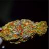 семена индийской конопли Auto Lavender regular