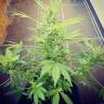 семена конопли Москва Auto Altay feminised Bang Seeds