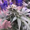 семена конопли в интернете Laughing Buddha regular Ganja Seeds