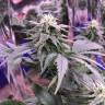 семена конопли гидропоники Laughing Buddha regular Ganja Seeds
