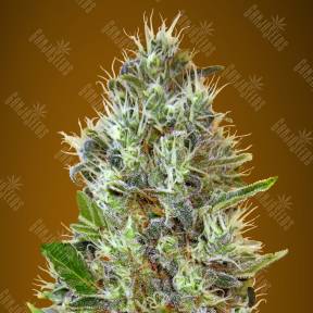 Auto Somango feminised Advanced Seeds