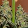 семена каннабиса Amnesia CBD feminised Dinafem Seeds