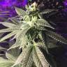 где можно заказать семена конопли Euphoria CBD feminised Royal Queen