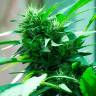 Nibiru feminised Ganja Seeds купить семена каннабиса в России