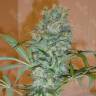 Nibiru feminised Ganja Seeds купить семена конопли в интернете